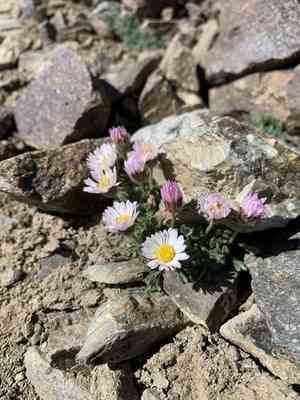 Rambling fleabane(Erigeron vagus)