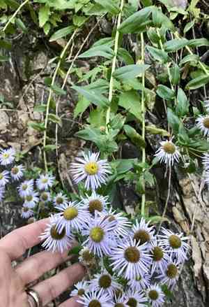Vreeland's erigeron(Erigeron vreelandii)