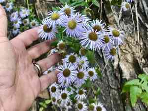 Vreeland's erigeron(Erigeron vreelandii)