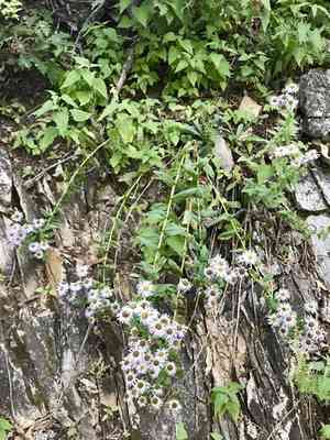 Vreeland's erigeron(Erigeron vreelandii)