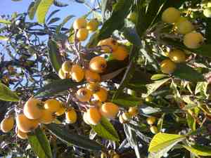 Loquat(Eriobotrya japonica)
