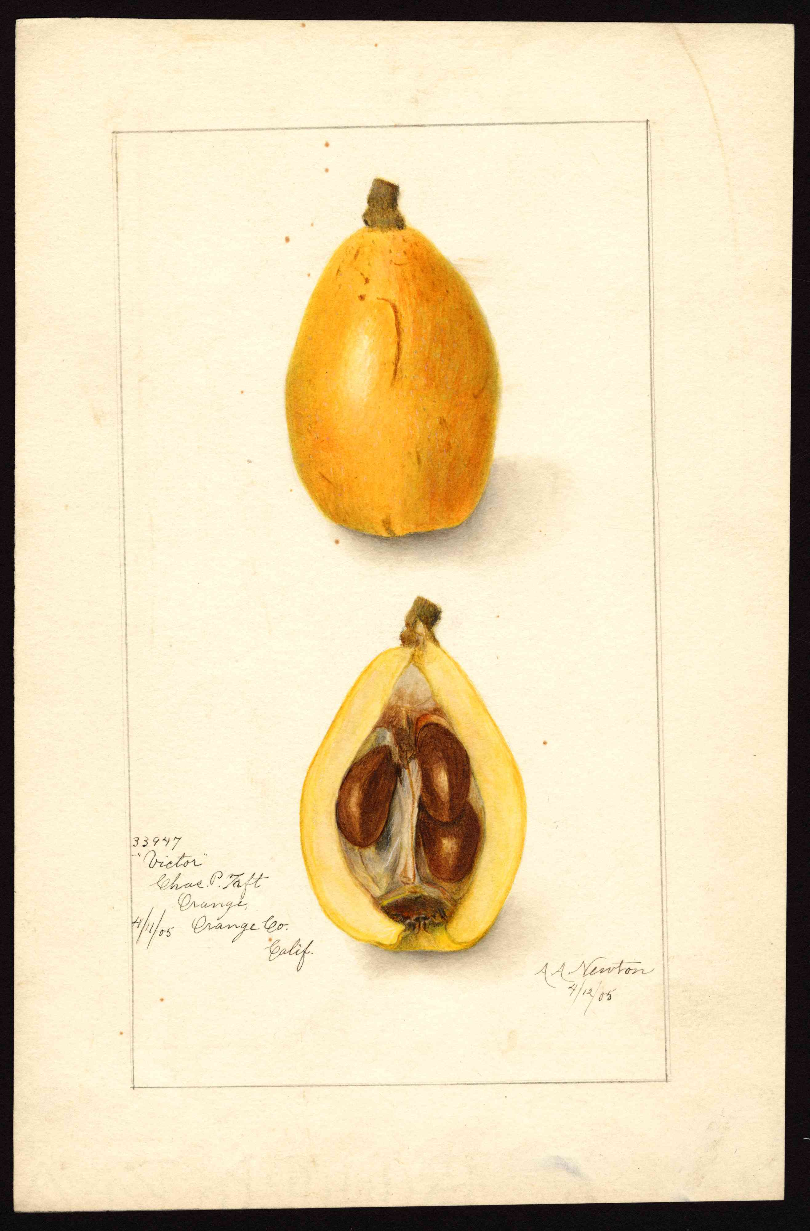 Loquat(Eriobotrya japonica)