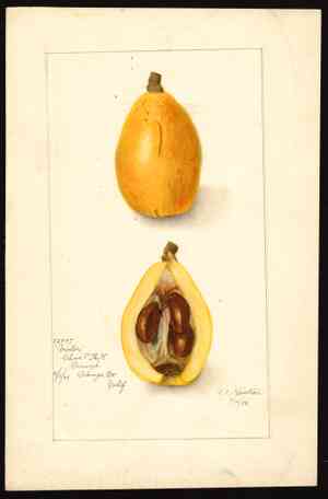 Loquat(Eriobotrya japonica)
