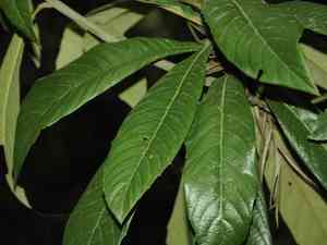 Loquat(Eriobotrya japonica)