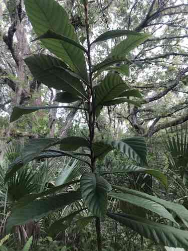 Loquat(Eriobotrya japonica)