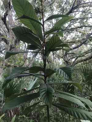 Loquat(Eriobotrya japonica)