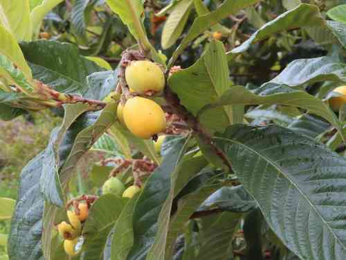 Loquat(Eriobotrya japonica)