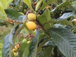 Loquat(Eriobotrya japonica)