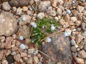 Sevenangle pipewort(Eriocaulon aquaticum)