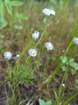 Sevenangle pipewort(Eriocaulon aquaticum)