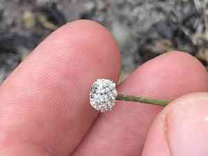 Sevenangle pipewort(Eriocaulon aquaticum)