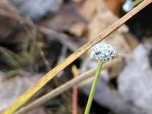 Sevenangle pipewort(Eriocaulon aquaticum)