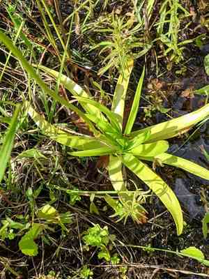 Tenangle pipewort(Eriocaulon decangulare)