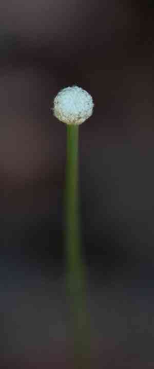 Tenangle pipewort(Eriocaulon decangulare)