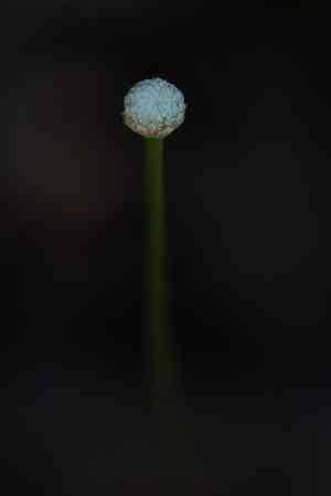 Tenangle pipewort(Eriocaulon decangulare)