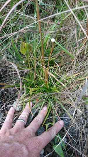 Tenangle pipewort(Eriocaulon decangulare)