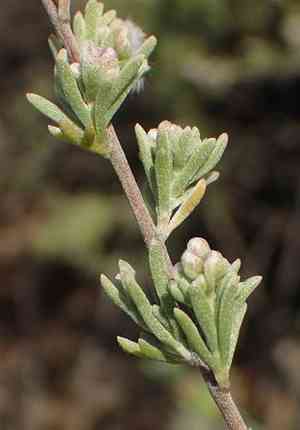 Eriocephalus capitellatus(Eriocephalus capitellatus)