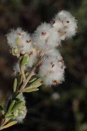 Eriocephalus capitellatus(Eriocephalus capitellatus)