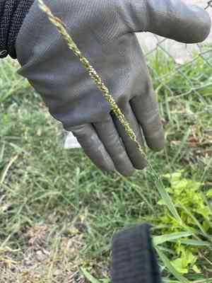 Prairie cupgrass(Eriochloa contracta)