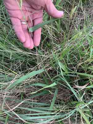 Prairie cupgrass(Eriochloa contracta)