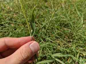 Prairie cupgrass(Eriochloa contracta)