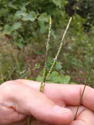Texas cup grass(Eriochloa sericea)