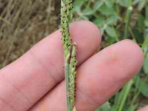 Texas cup grass(Eriochloa sericea)