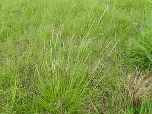 Texas cup grass(Eriochloa sericea)