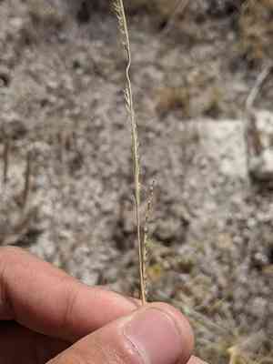 Texas cup grass(Eriochloa sericea)