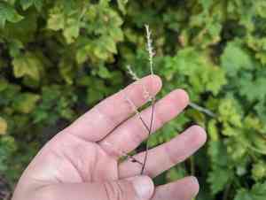 Hairy cupgrass(Eriochloa villosa)