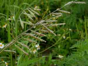 Hairy cupgrass(Eriochloa villosa)
