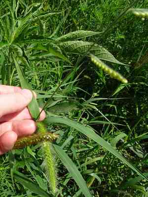 Hairy cupgrass(Eriochloa villosa)