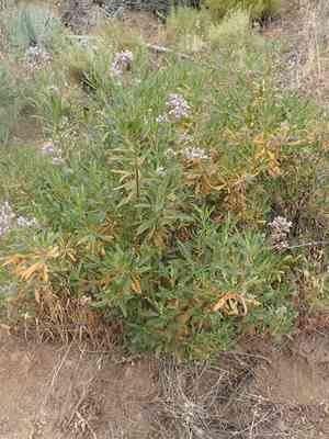 Thickleaf Yerba Santa(Eriodictyon crassifolium)