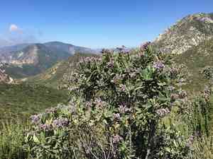 Thickleaf Yerba Santa(Eriodictyon crassifolium)