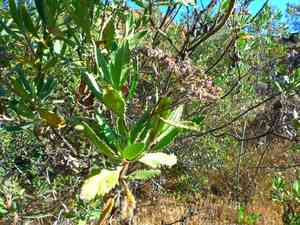 Thickleaf Yerba Santa(Eriodictyon crassifolium)