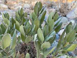 Thickleaf Yerba Santa(Eriodictyon crassifolium)