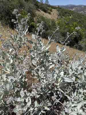Woolly yerba santa(Eriodictyon tomentosum)