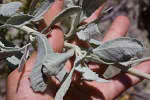 Woolly yerba santa(Eriodictyon tomentosum)