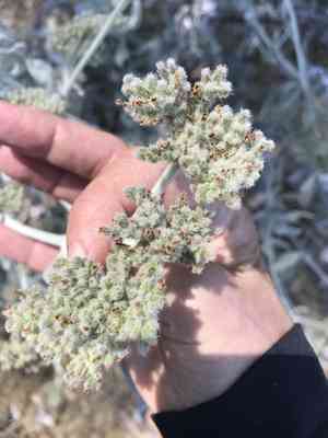 Woolly yerba santa(Eriodictyon tomentosum)