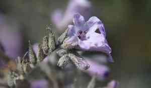 Hairy yerba santa(Eriodictyon trichocalyx)