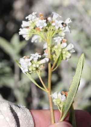 Hairy yerba santa(Eriodictyon trichocalyx)