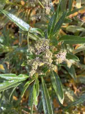 Hairy yerba santa(Eriodictyon trichocalyx)