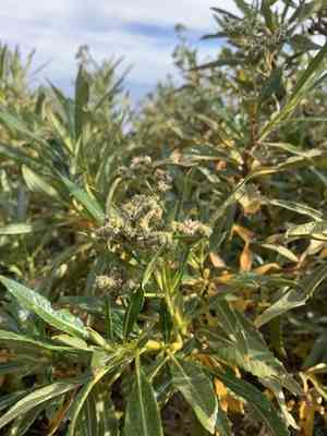 Hairy yerba santa(Eriodictyon trichocalyx)