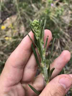 Winged buckwheat(Eriogonum alatum)