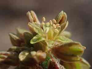 Winged buckwheat(Eriogonum alatum)