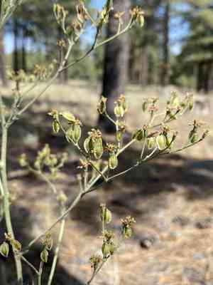 Winged buckwheat(Eriogonum alatum)