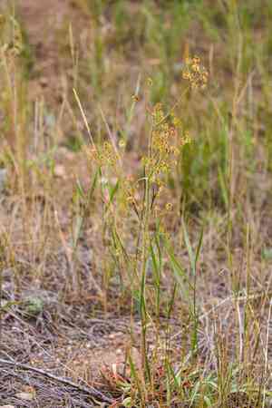 Winged buckwheat(Eriogonum alatum)