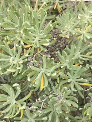 Santa cruz island buckwheat(Eriogonum arborescens)