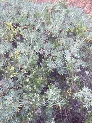 Santa cruz island buckwheat(Eriogonum arborescens)