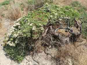 Santa cruz island buckwheat(Eriogonum arborescens)